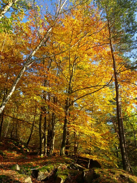 Barevné podzimní strom — Stock fotografie