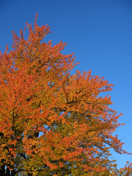 Colorful autumn tree — Stock Photo, Image