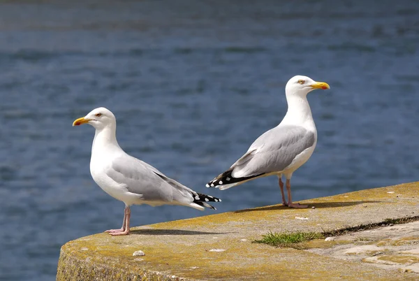 Casal de gaivotas — Fotografia de Stock