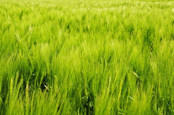 Wheat plant — Stock Photo, Image