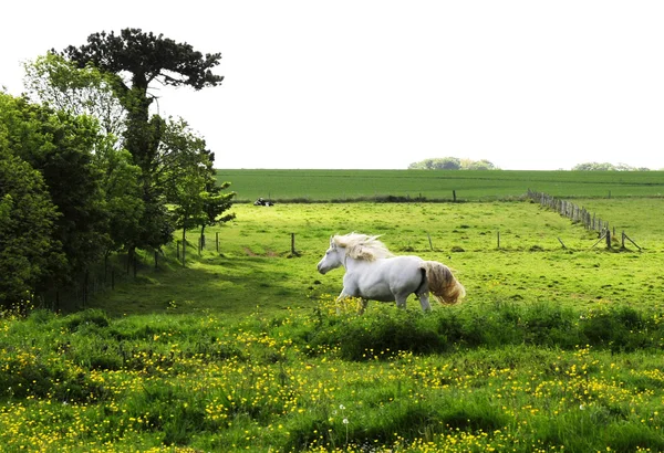 Zelená pole a koně — Stock fotografie