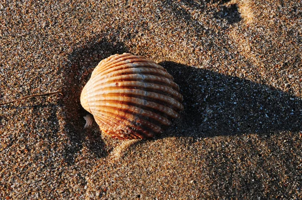 stock image Shell on beach