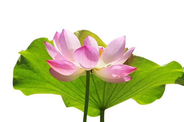 Elegant lotus — Stock Photo, Image