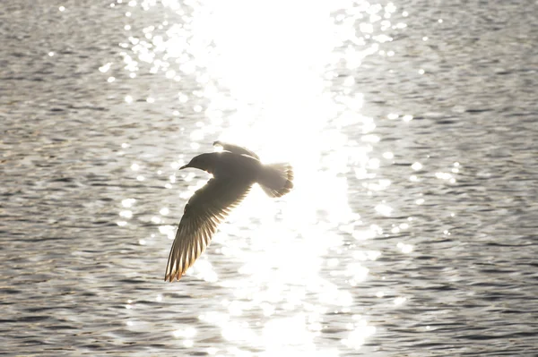 Чайка летит на солнце — стоковое фото