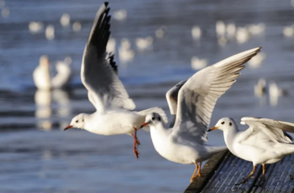 Mosca da gaivota — Fotografia de Stock