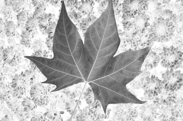 stock image Leaf pattern under X-ray