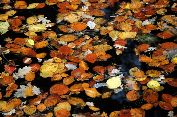 Barva padajícího listí — Stock fotografie