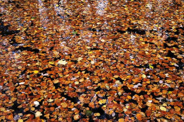 Kolor jesieni — Zdjęcie stockowe