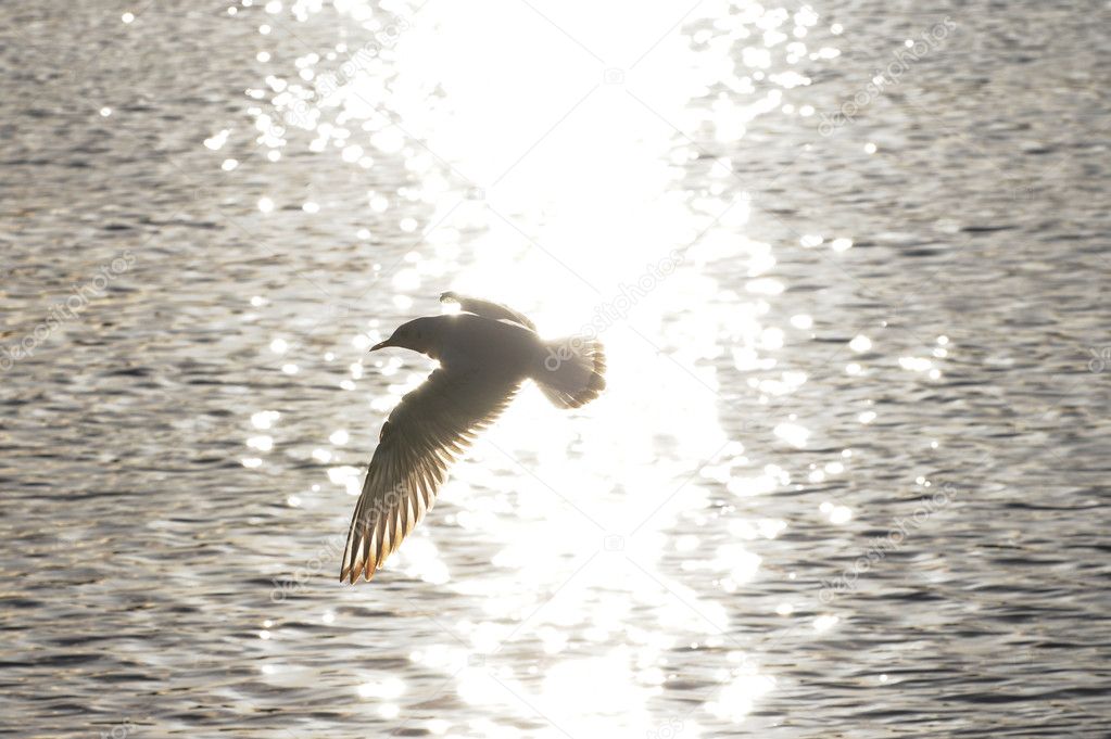 Seagull fly in the sunlight