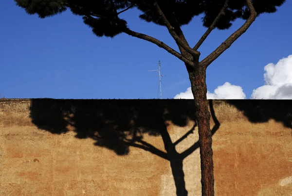 stock image Tree with shadow on old wall