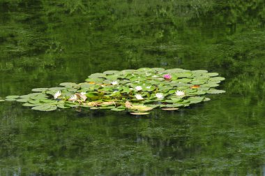 lotus ile yeşil pond