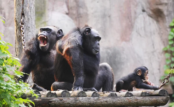 Familia gorila en zoológico —  Fotos de Stock