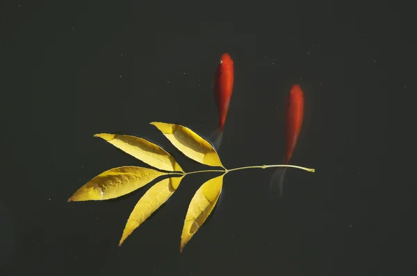 Золотая рыбка и падающий лист — стоковое фото