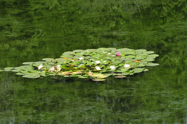Green pond with lotus — Stock Photo, Image