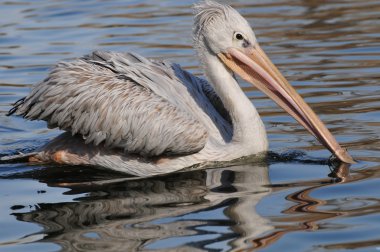 büyük pelican su üzerinde yüzer