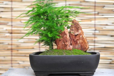 Bonsai sanat