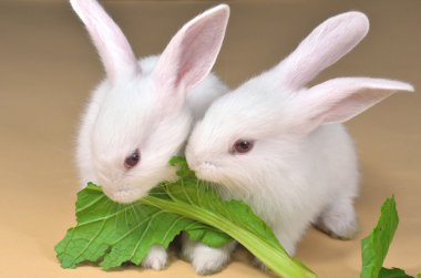 tavşan sebze yemek