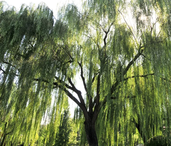 stock image Pattern of willow tree