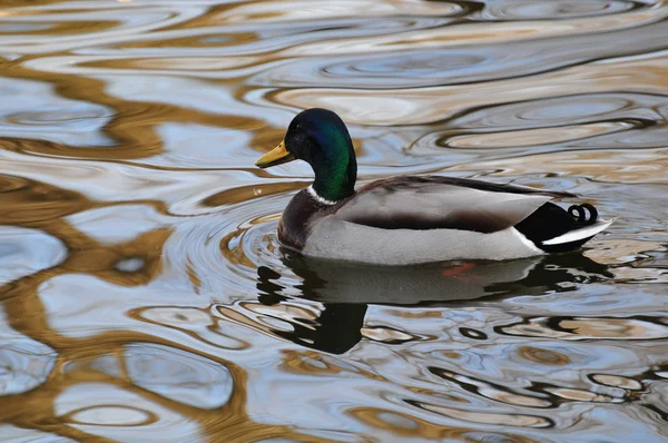 Wild duck swimming — Stock Photo, Image