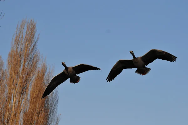 Swan couple fly over the head — Stock Photo, Image