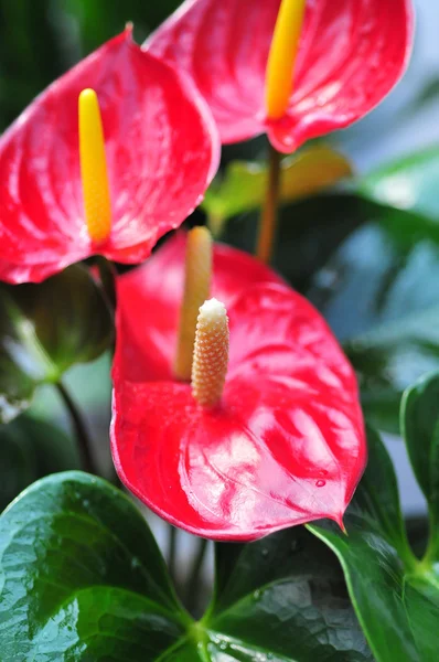 stock image Peculiar flower