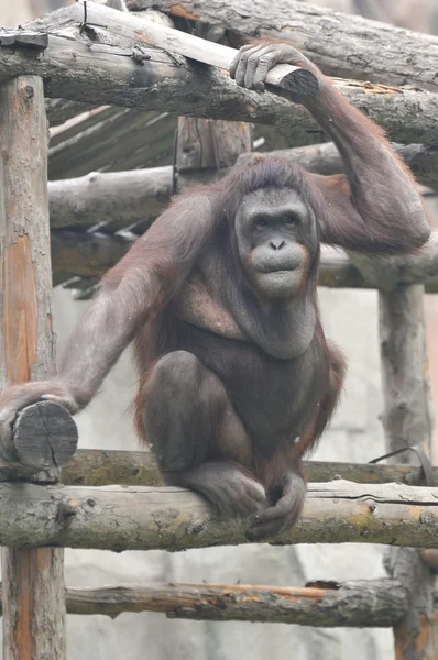 Gorila en el zoológico —  Fotos de Stock