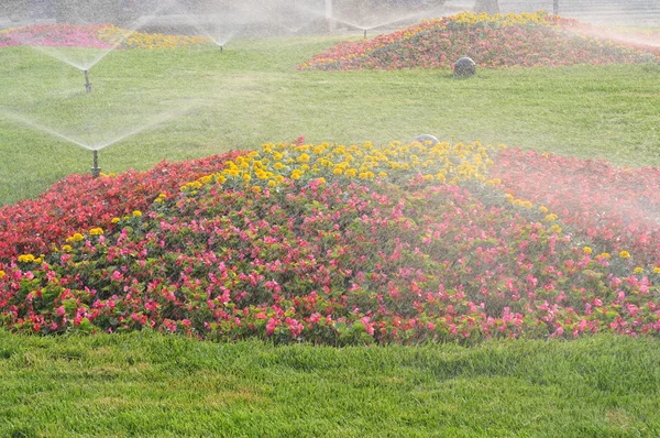 Sprühen Sie den Garten voller Blumen — Stockfoto