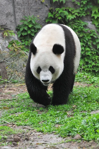 Cute panda walk around — Stock Photo, Image