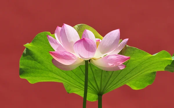 Perfect lotus flower with red background — Stock Photo, Image