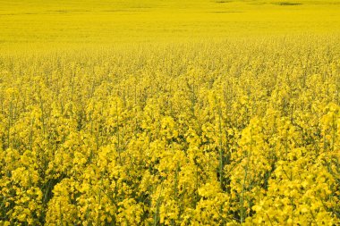 Rape field clipart