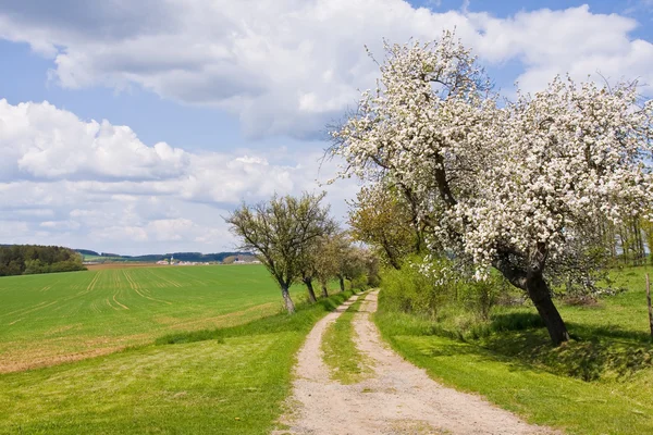 stock image Spring landscape