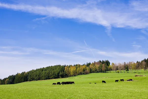 Krávy na pastvě — Stock fotografie
