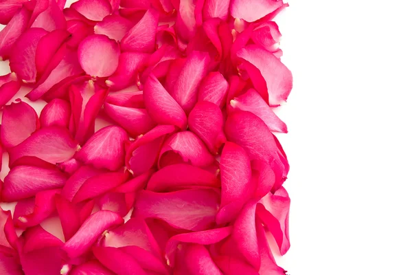 stock image Rose petals