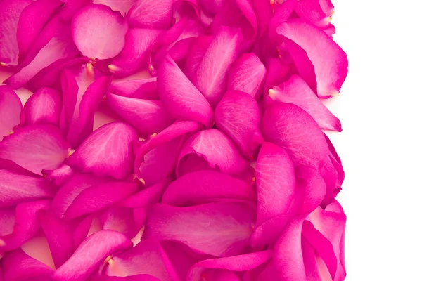 stock image Rose petals