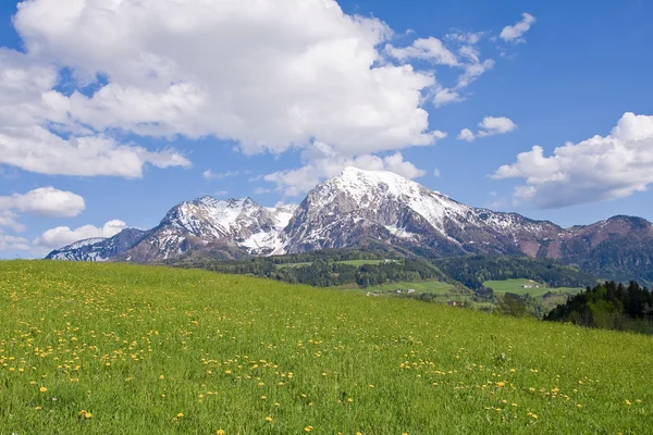 Pradera alpina —  Fotos de Stock