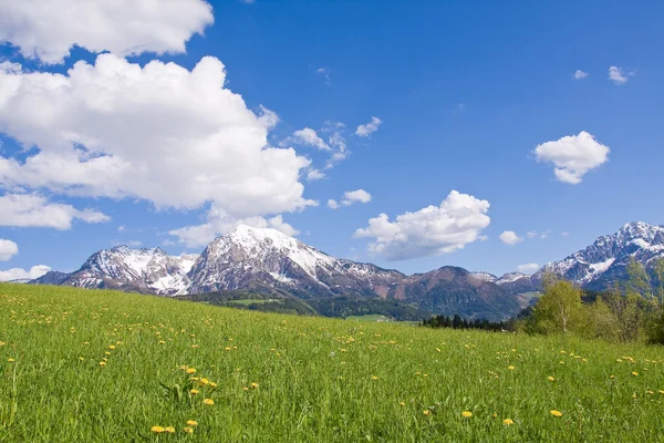 Pradera alpina — Foto de Stock