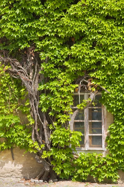 Edera e finestra — Foto Stock