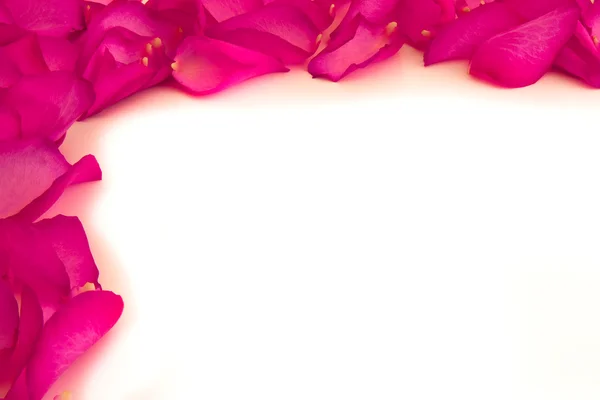 stock image Rose petals