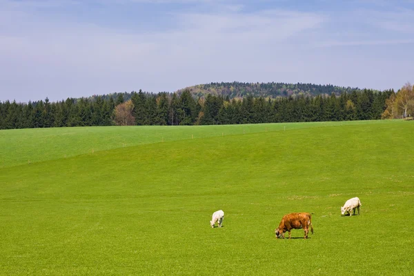 Green pasture — Stock Photo, Image