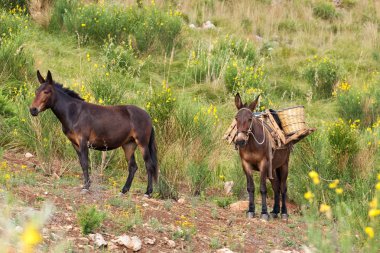 Mule in bushes clipart