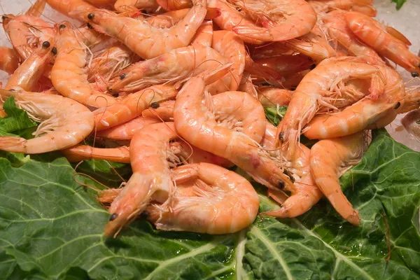 stock image Prawn