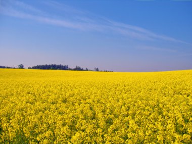 Rape field clipart