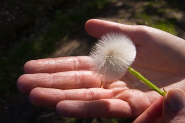 Hand and dandelion clipart