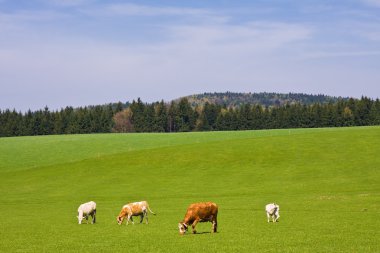 Cows on pasture clipart