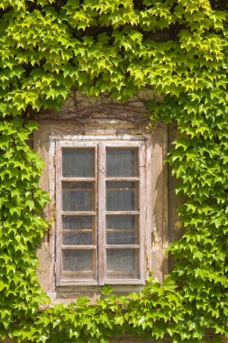 Ivy window clipart