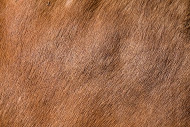 Horse fur clipart