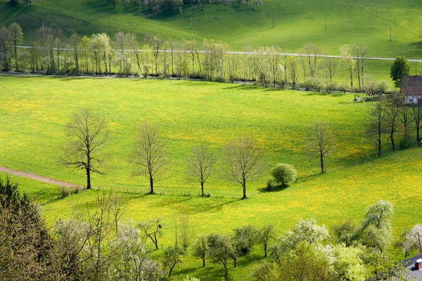 Bahar çayır — Stok fotoğraf