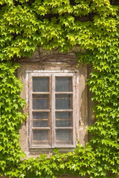 Fenêtre Ivy — Photo