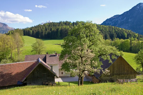 stock image Spring meadow