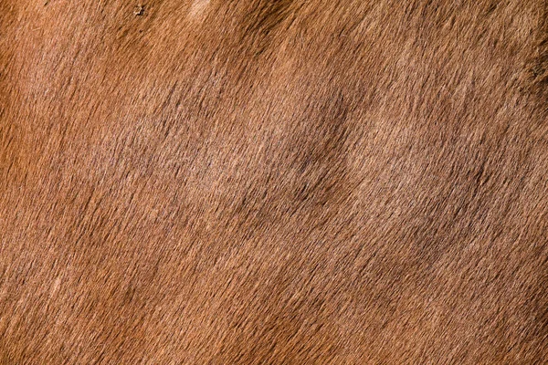 Мех лошади — стоковое фото